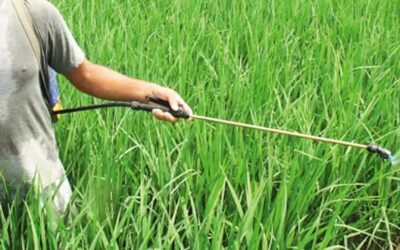 Punjab is on top in consuming fertilizers, 3rd in using pesticide