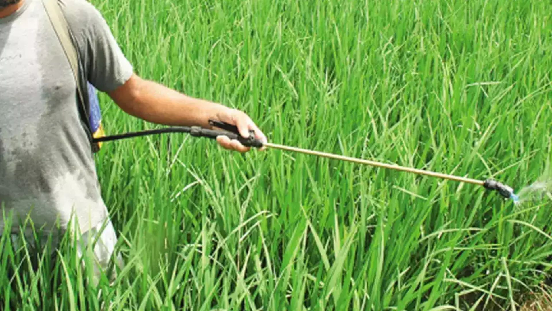 Punjab is on top in consuming fertilizers, 3rd in using pesticide